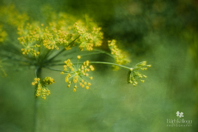 Garden Dill