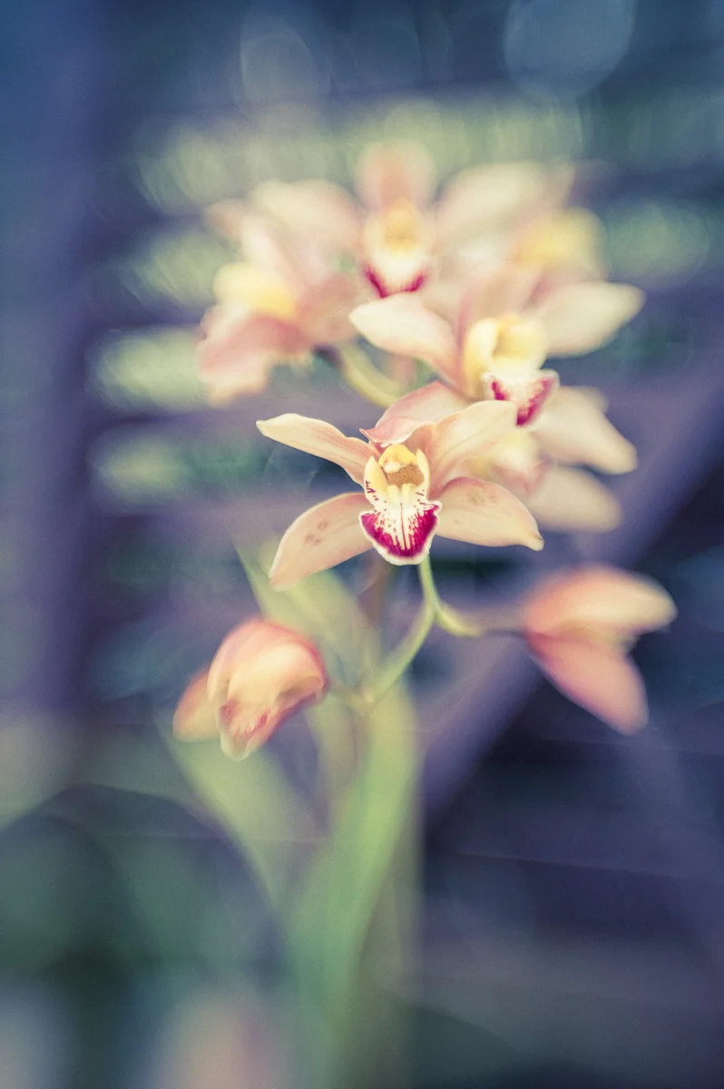 Hawaiian Orchid by Barb Kellogg