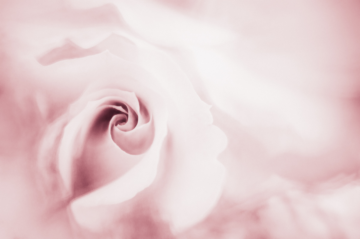 A Rose by Any Other Name by Barb Kellogg