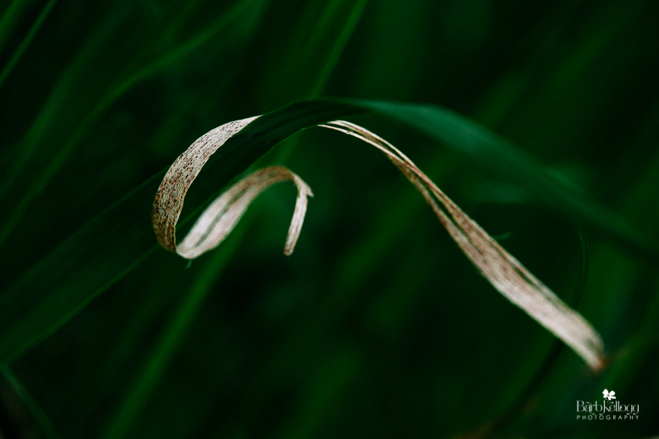 Singular focus. One task. Beautiful simplicity.