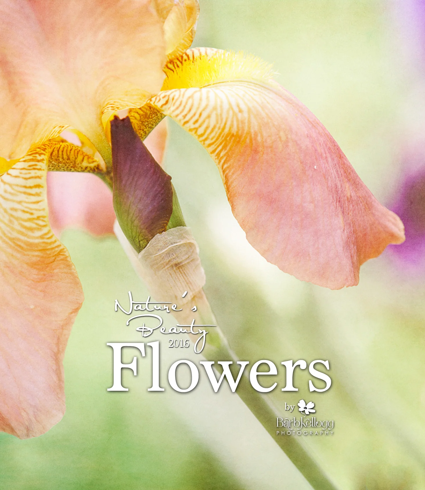 2016 Nature's Beauty calendar by Barb Kellogg