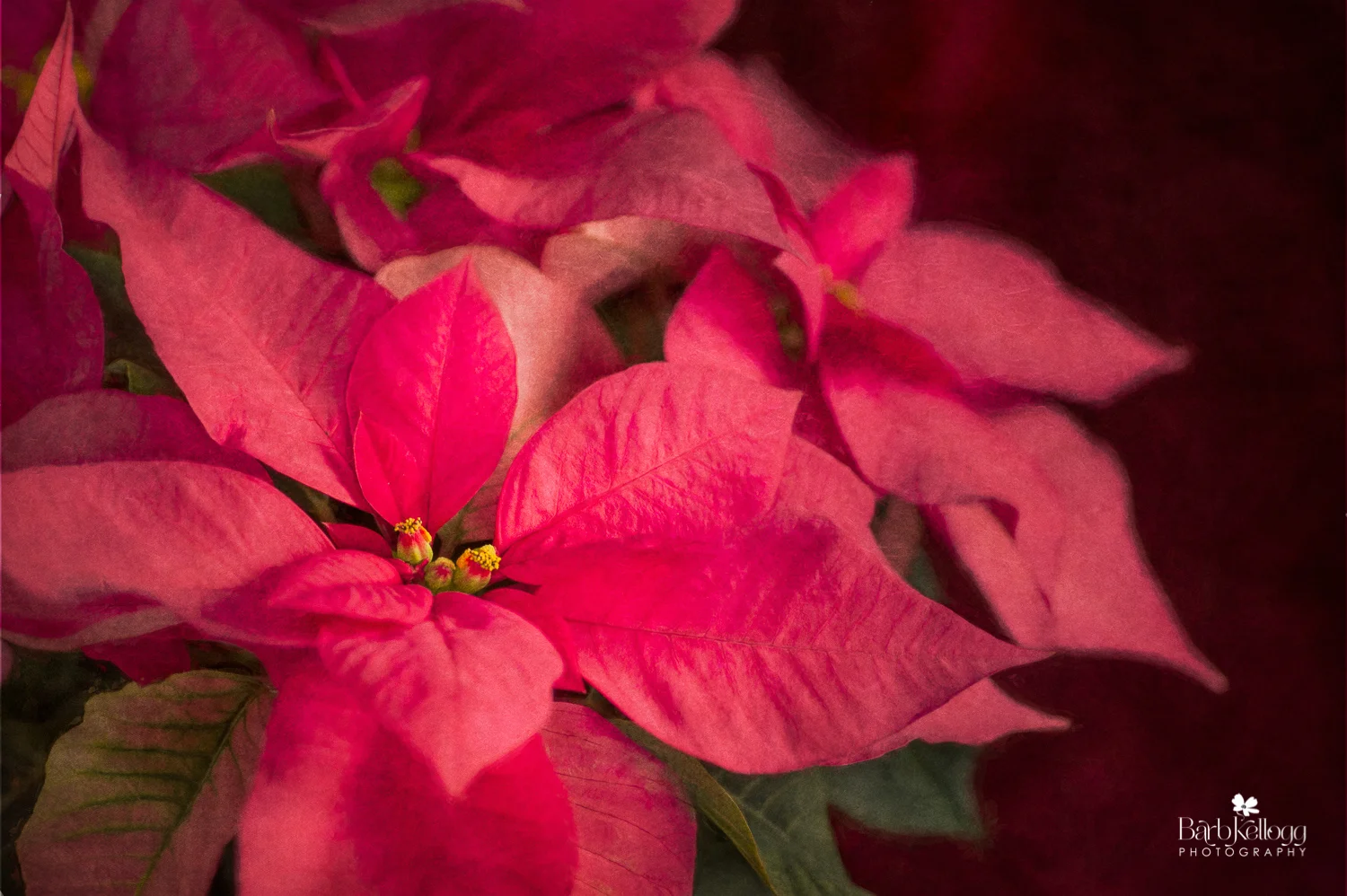 Beautiful red poinsettia