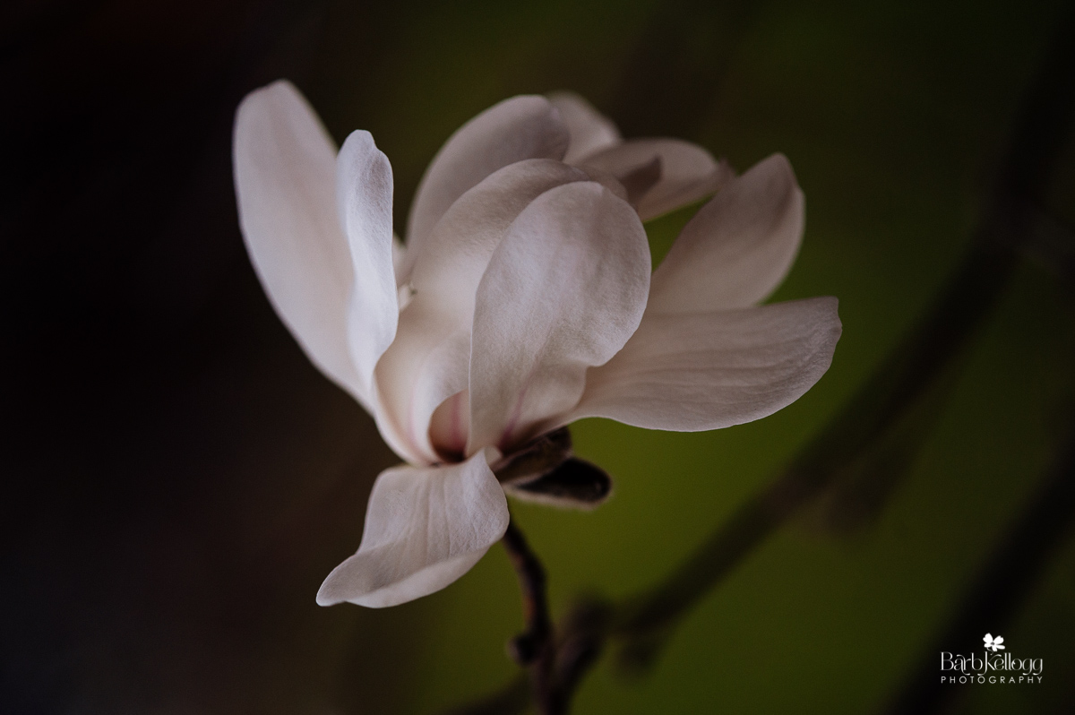 Pretty magnolia
