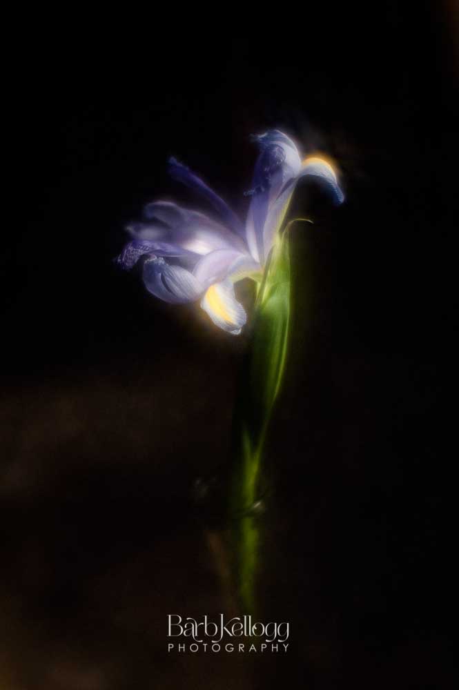 Iris in a Vase