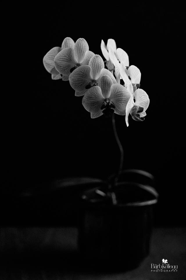 Light and dark