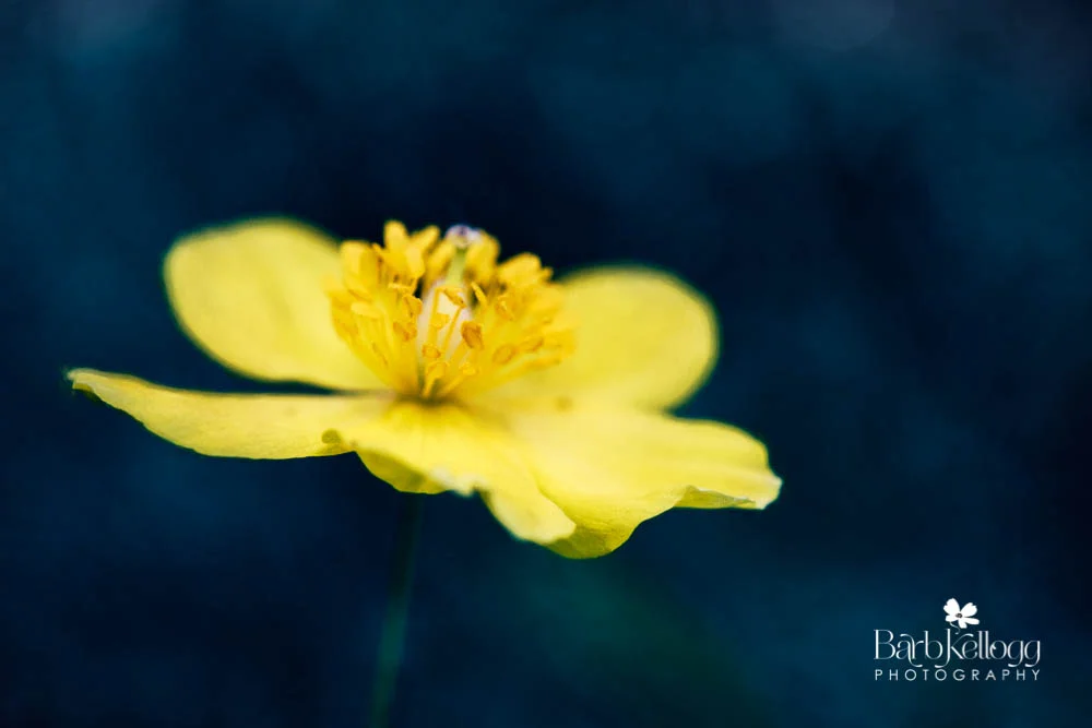 160519__DSC1043_edit_1000px_logo.jpg