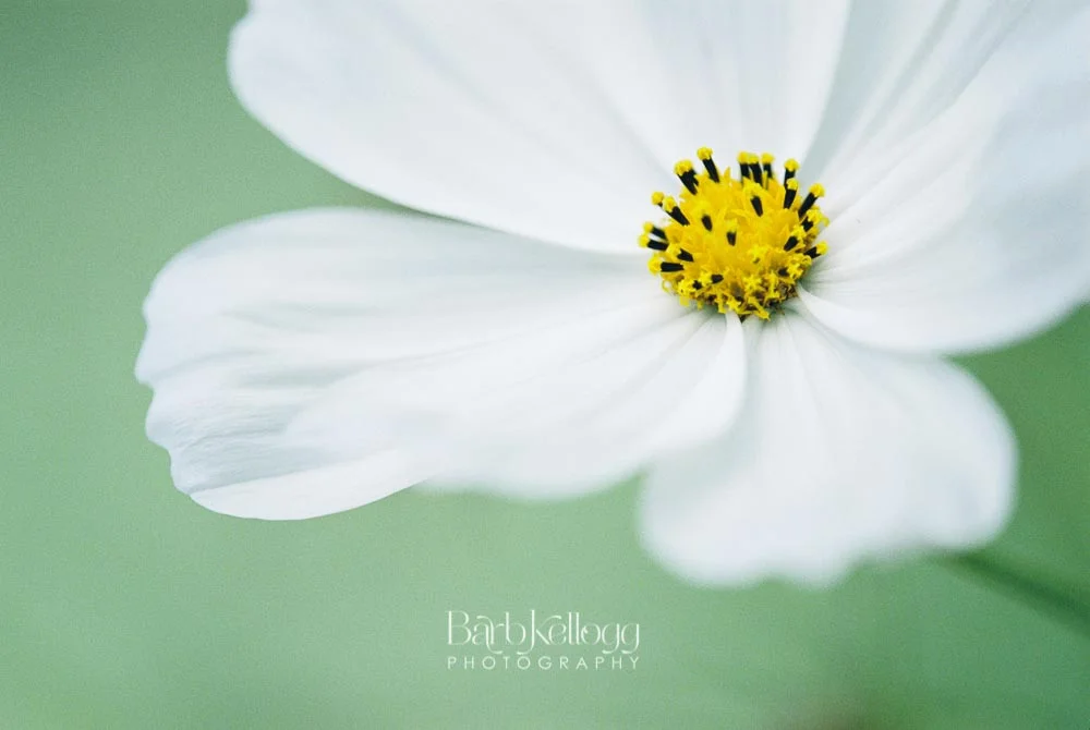 160806_7483_10_joy_and_purity_1000px_logo.jpg