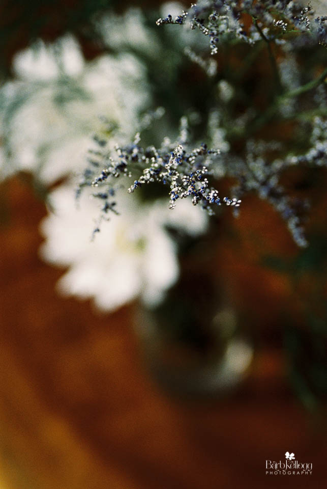 160815_0380_28_portra800_daisies_960px.jpg