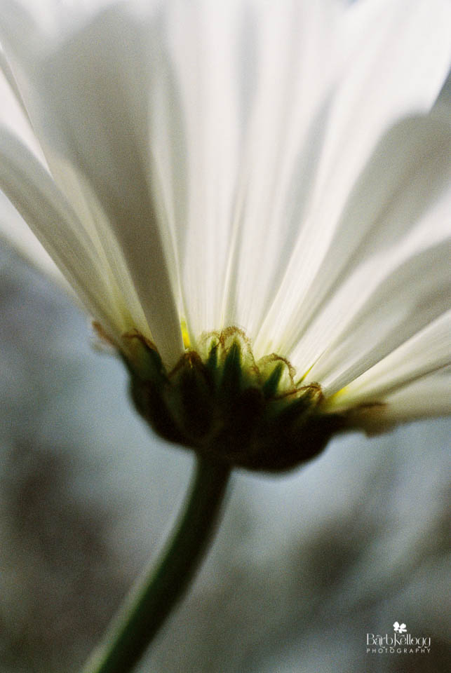 white daisy, background is other foliage, Kodak Portra400 at ISO 800