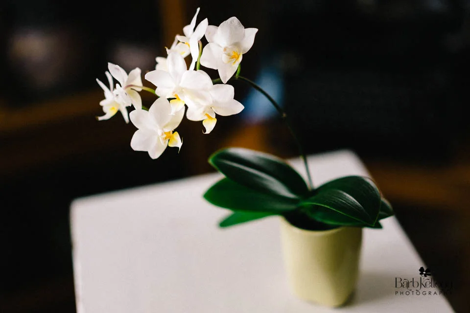 These are the orchids I was photographing. My lens was right on in there next to the flowers. (They are just over an inch wide.)