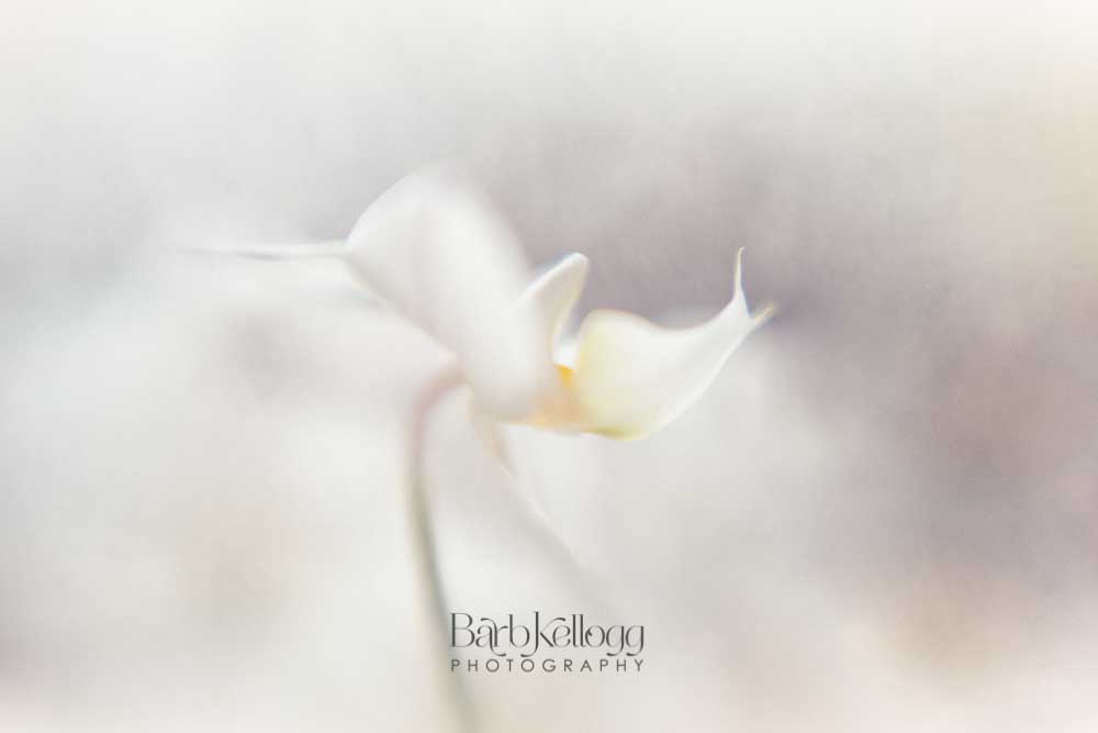 161015_DSC2924_edit_daydreams_1000px_logo.jpg