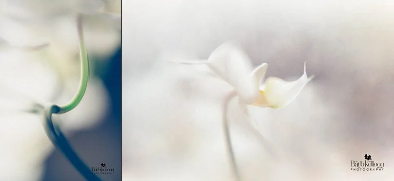 The Wish (left), and Daydreams (right)