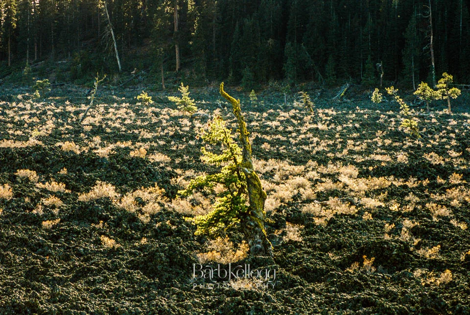 in the Lava Cast Forest, trees struggle to take hold in the lava, but many do.