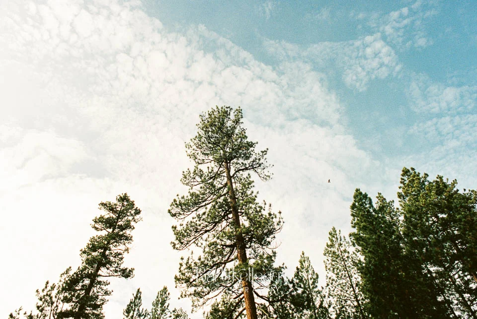 birds-path-barb-kellogg.jpg