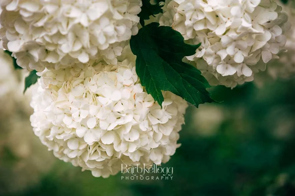 150605_DSC_7993_edit_hydrangea_1000px.jpg
