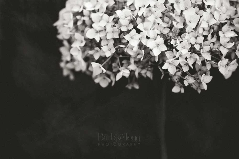 Sentimental Serenade , a hydrangea