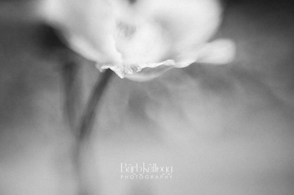 Wisp of a Poppy