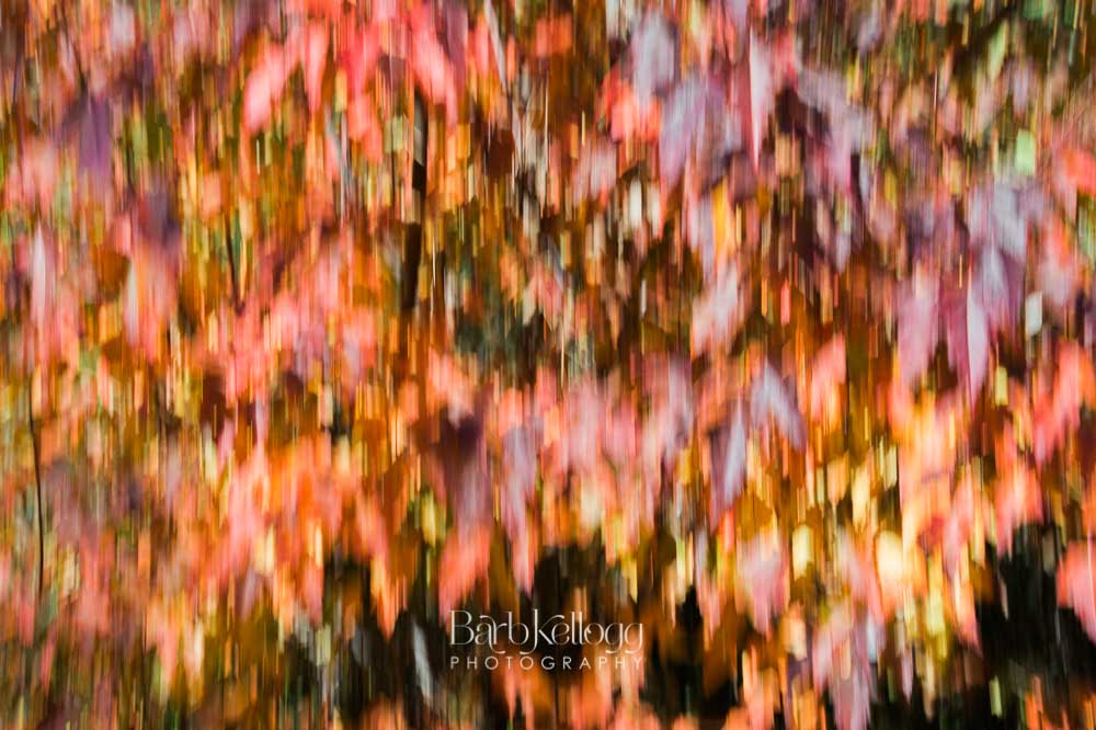 Kaleidoscope by Barb Kellogg