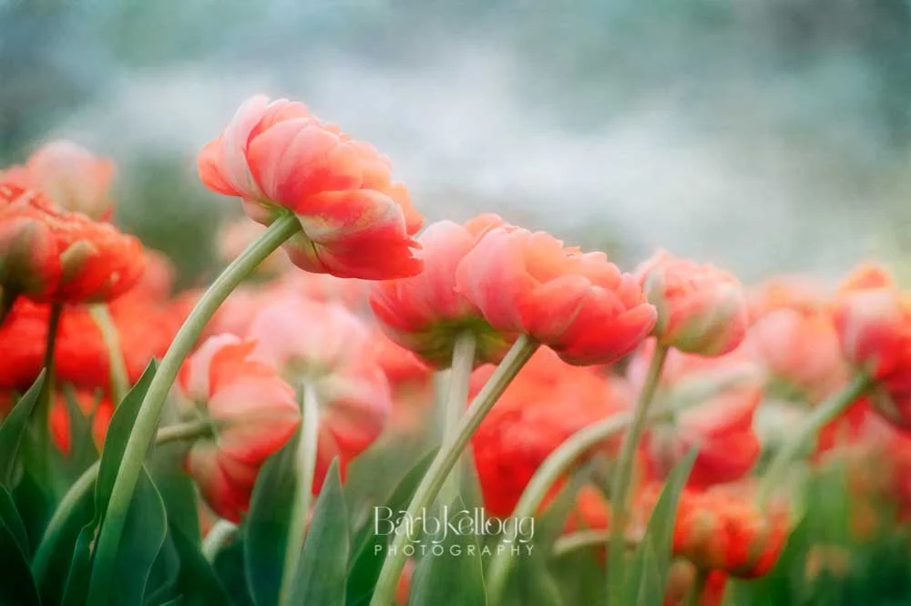 Sea of Tulips