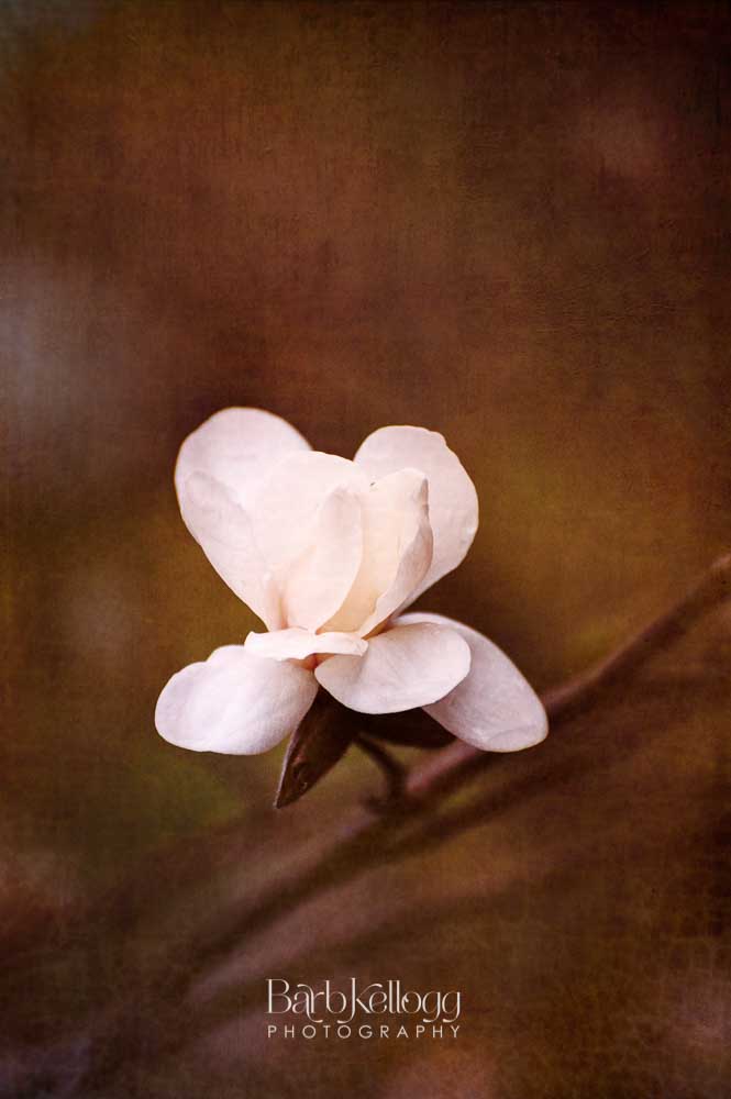 Calm Magnolia