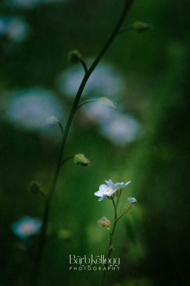 Forget Me Not