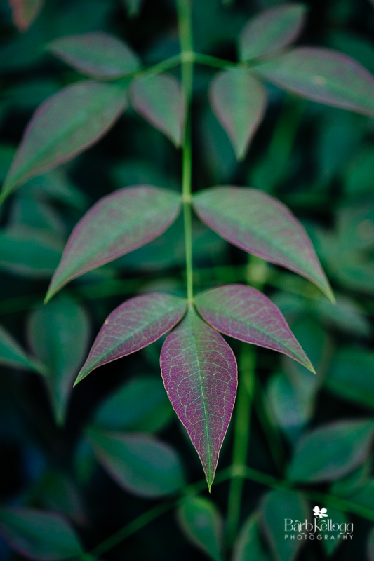 Bamboo