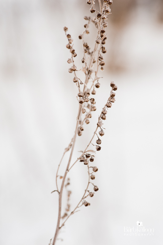 untitled winter