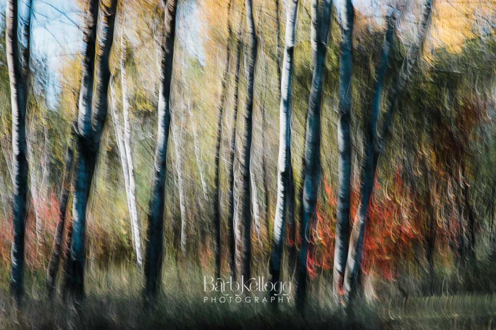 Leaves Rustling in the Breeze by photographer Barb Kellogg