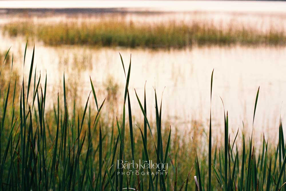 By the Lake, by photographer Barb Kellogg