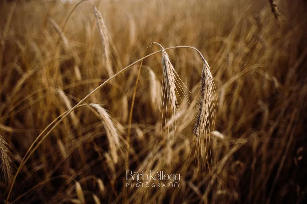 170721_DSC_7193_wheat_1000px_barb_kellogg.jpg