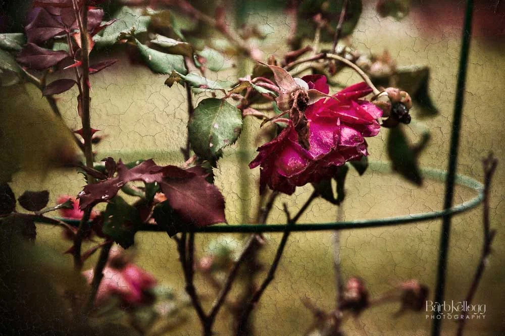 “trapped in a flawed body” … a description of how mental illness can feel. Read more. Part of If You Only Knew : revealing what mental illness feels like through interviews and images.