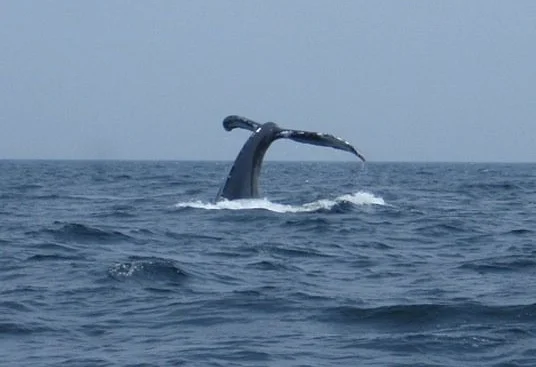 whales.jpg