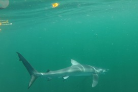 Image of Sharks we catch including Blue, Mako, Porbeagle, and Thresher