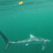Sharks