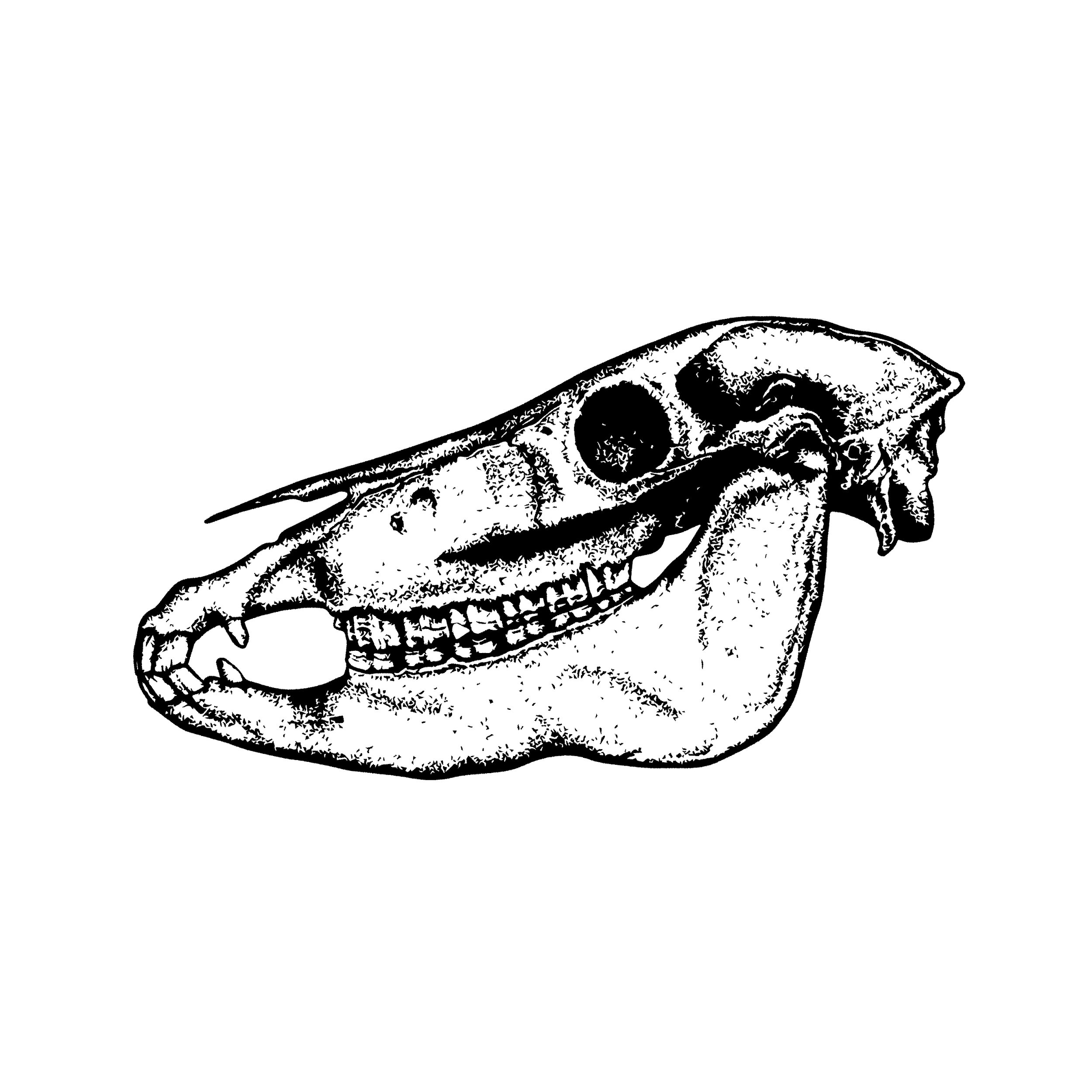 skull.jpg