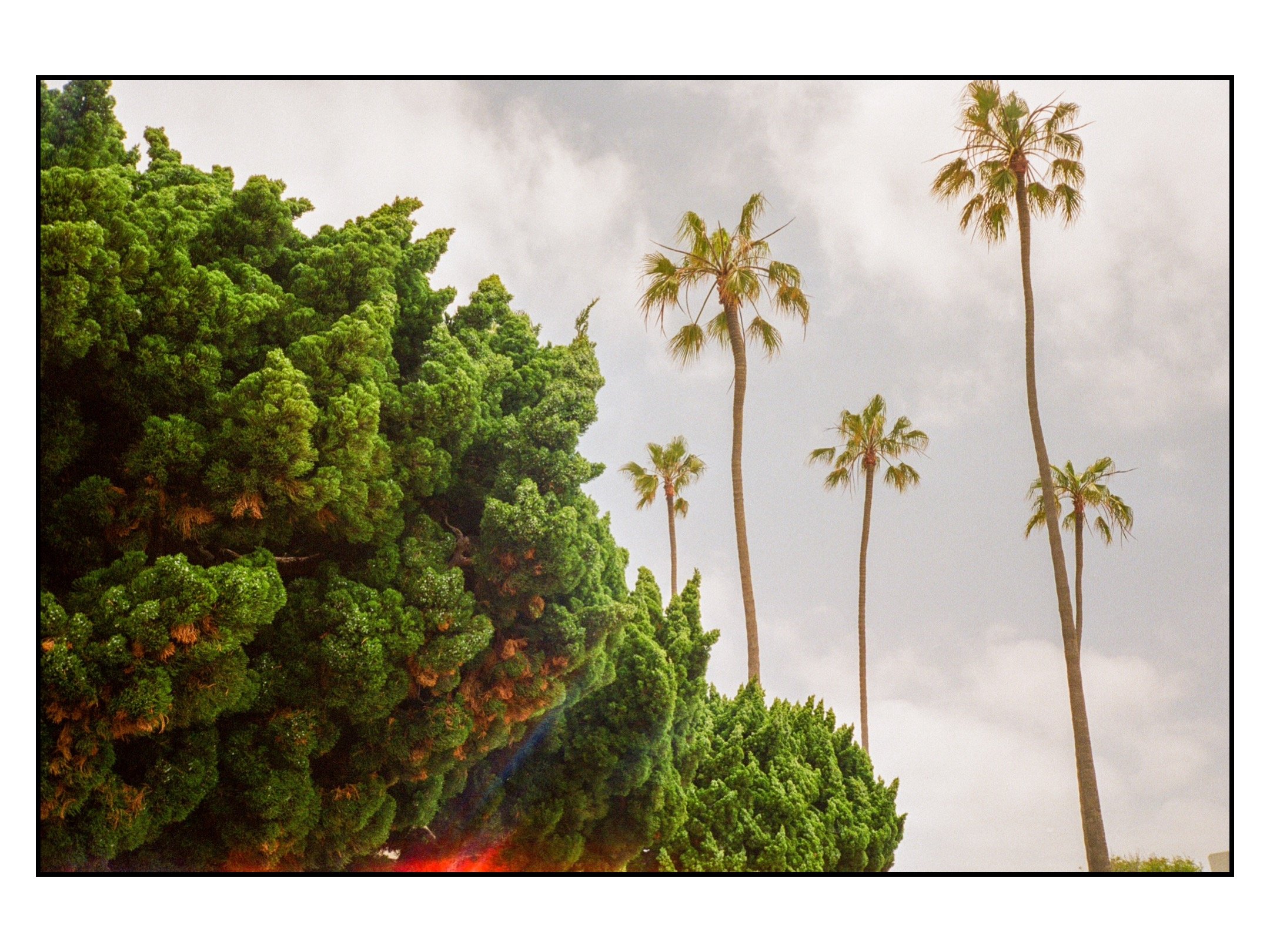 San Diego Palms