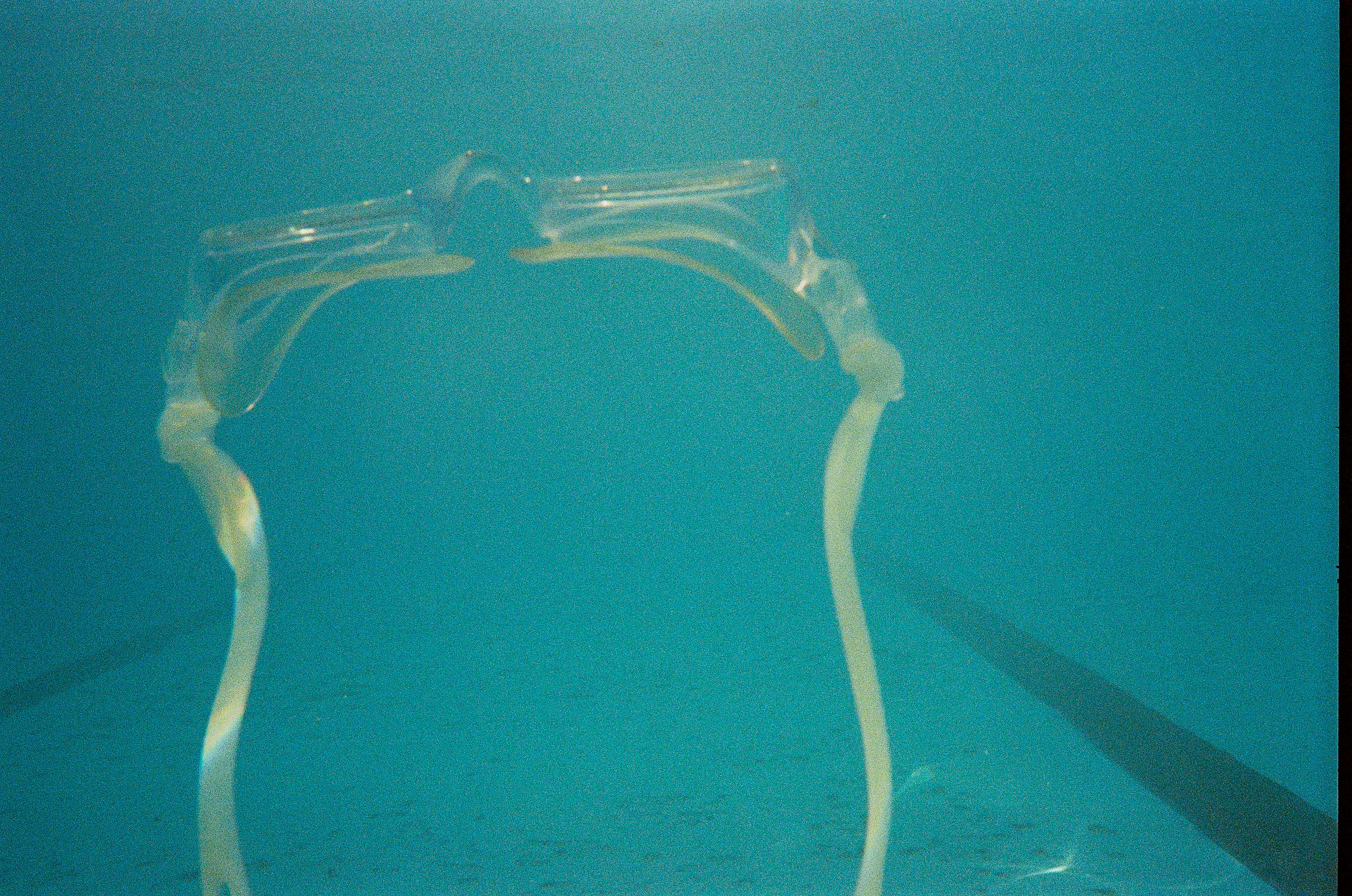 Reed Pool