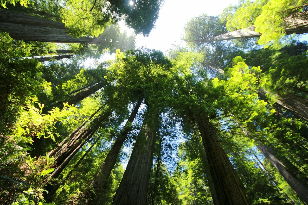 Limitations and Redwoods: A Call to Dream Bigger
