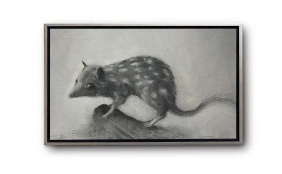 Eastern Quoll - study (Dasyurus viverrinus)