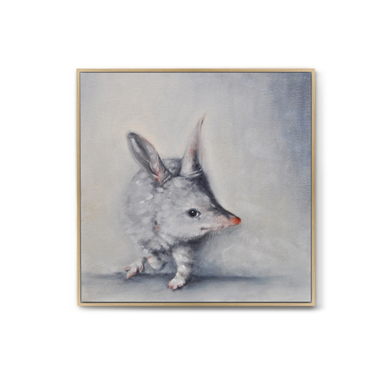 Greater Bilby in Light #3 (Macrotis Lagotis)