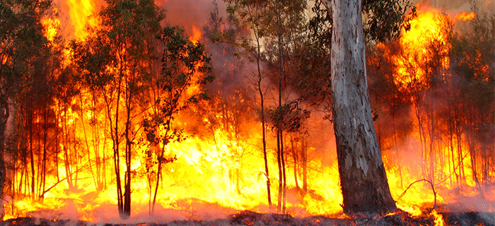 An interesting article investigating the horrible dilemma we have in Australia with arsonists setting fire to our fragile landscape. The damage these "wildfires" are causing to the landscape is quite unbelievable, through the constant burning which is due mainly to arsonists we are experiencing changing habitats, with every burn the forest regrows with more fire tolerant species in turn promoting further and hotter more intense burning. I have argued with people all my life about this myth that the indigenous set fire to the bush relentlessly. What they did was manage certain areas of the land to promote grasslands for hunting - however they did this using very mild, contained fires, not these crazy white man wild fires that literally destroy everything in their path. These fires have been described as such: a man could simply step over the coming fire unlike the above image of a standard bushfire these days. These wildfires will be responsible for extinctions of species, the changing of all forests into a more burnable arid bush and in turn affect the amount of rain falling and cycling through our catchments, thus the chain reaction goes on, symbiosis another words... A step in the right direction would be to work more closely (or at all in some cases) with indigenous groups in the parks departments, Australia wide. This crew have a knowledge of this land we will never attain, and knowledge that cannot be grasped with the most "expensive" and "finest" university degree invented by us silly whities. If interested the article can be found here.