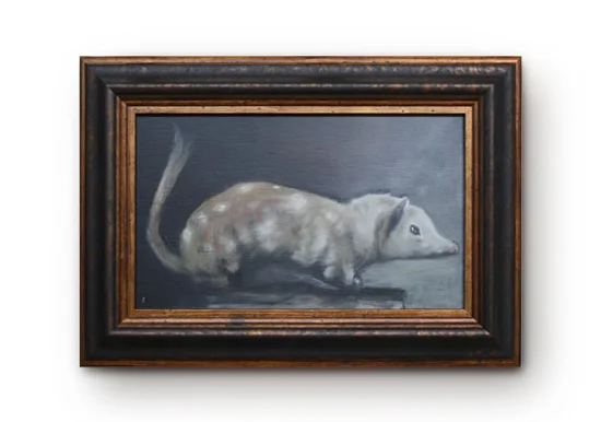 Taxidermed Quoll Study (Dasyurus viverrinus)