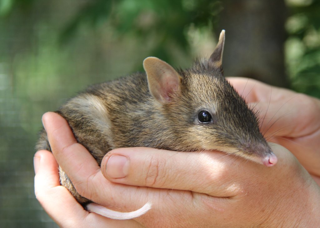 Yet another horrifyingly concise RN podcast with Phillip Adams (Late Night Live), Todd Elliot and James Trappe in regards to Truffles - the fruit of sub-surface fungi - are a vital part of healthy ecology in Australia. But the introduction of foxes and feral cats and land degradation has broken the chain which leads all the way down to the truffle - and is having disastrous consequences for the land. Tipping point is here...... Click on the image to download and listen