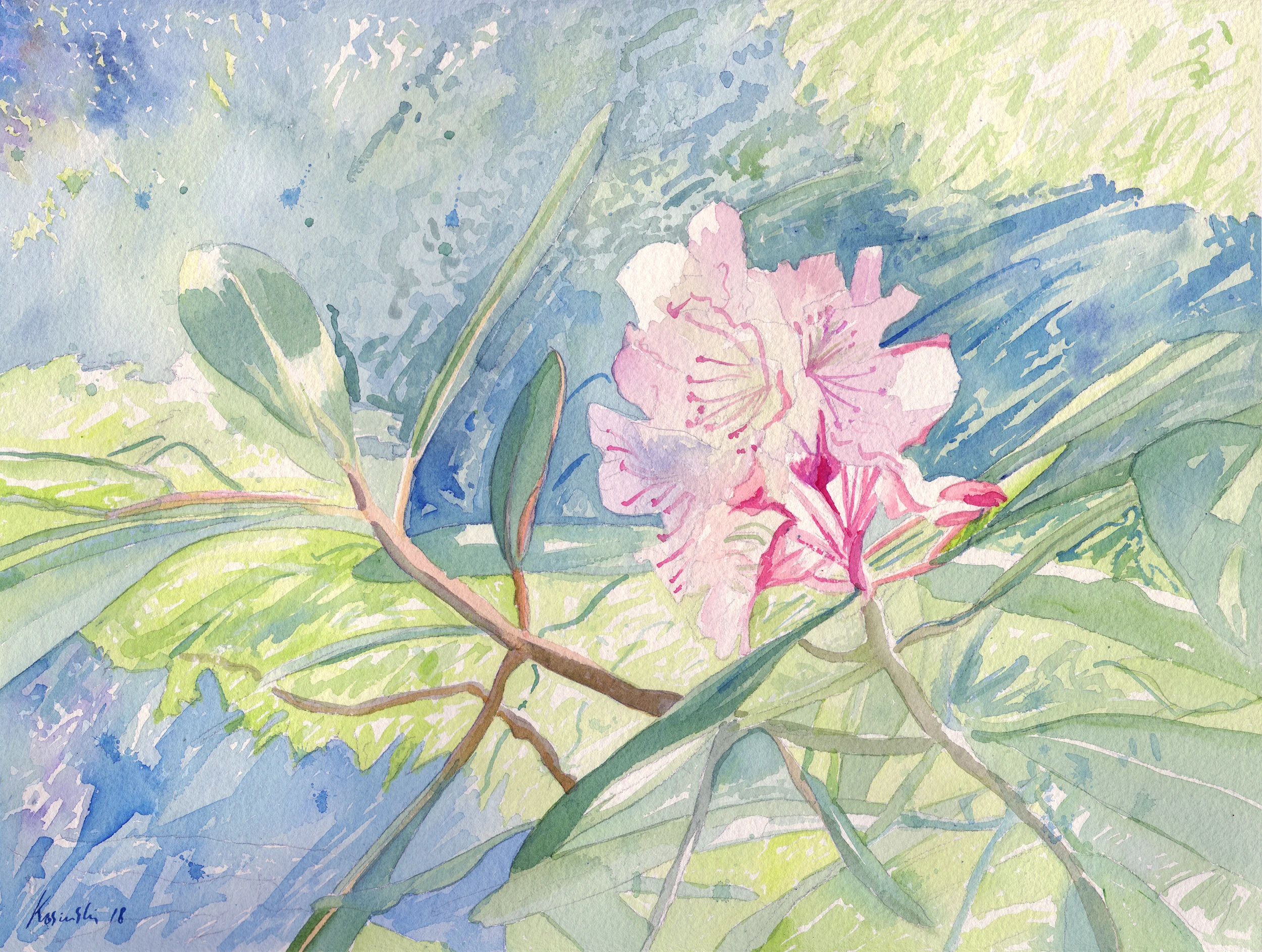 180430-rhododendron.jpg