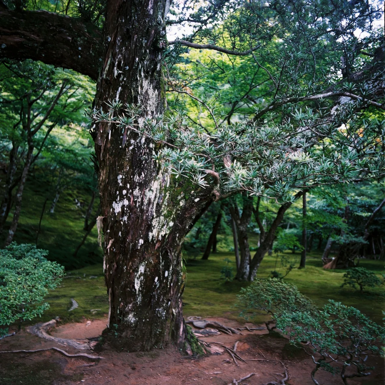 Ginkaku-ji, Sakyo-ku, Kyoto, Japan 2012
