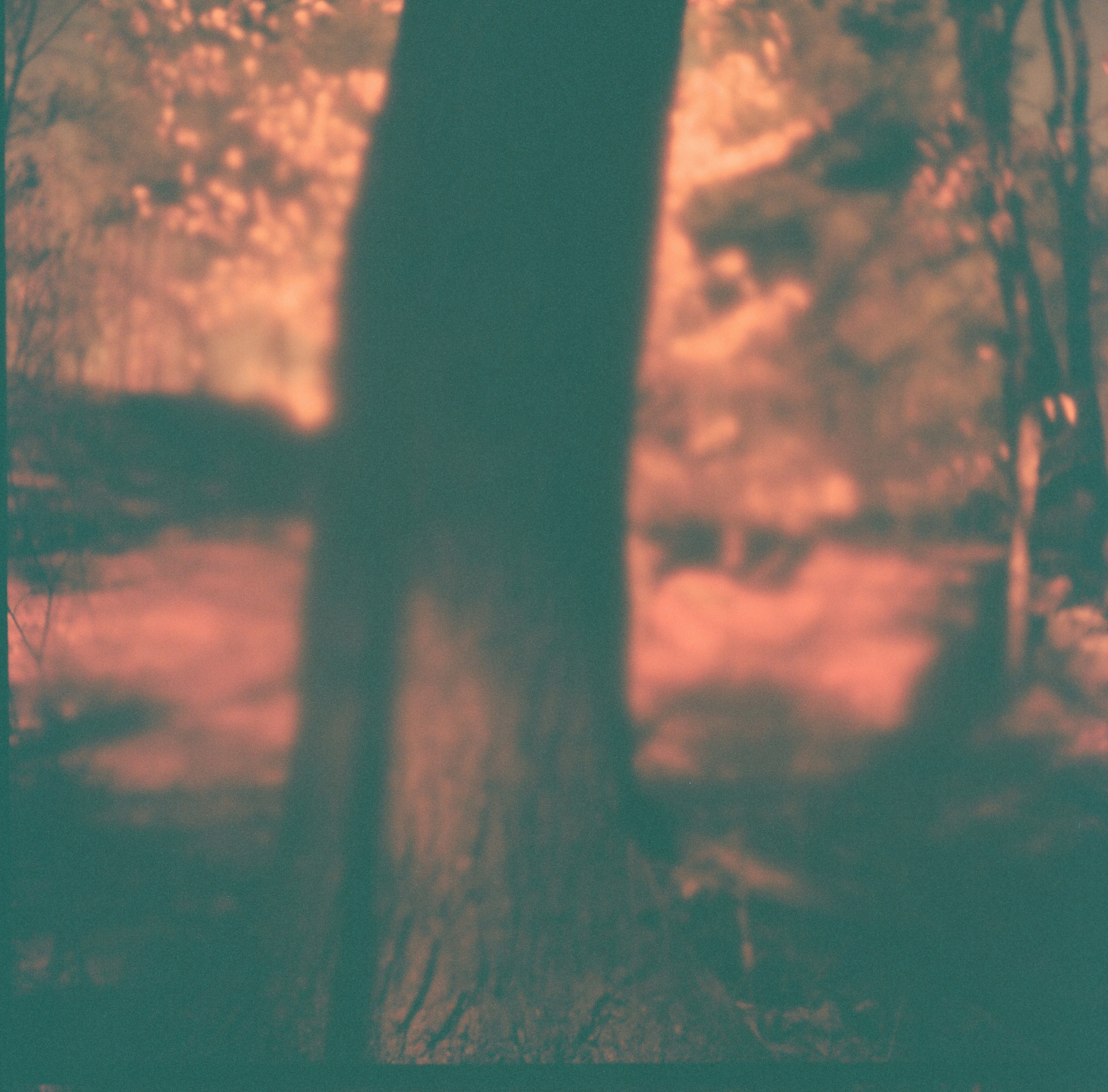  Accidental Redscale,  Etna, NH 2014 