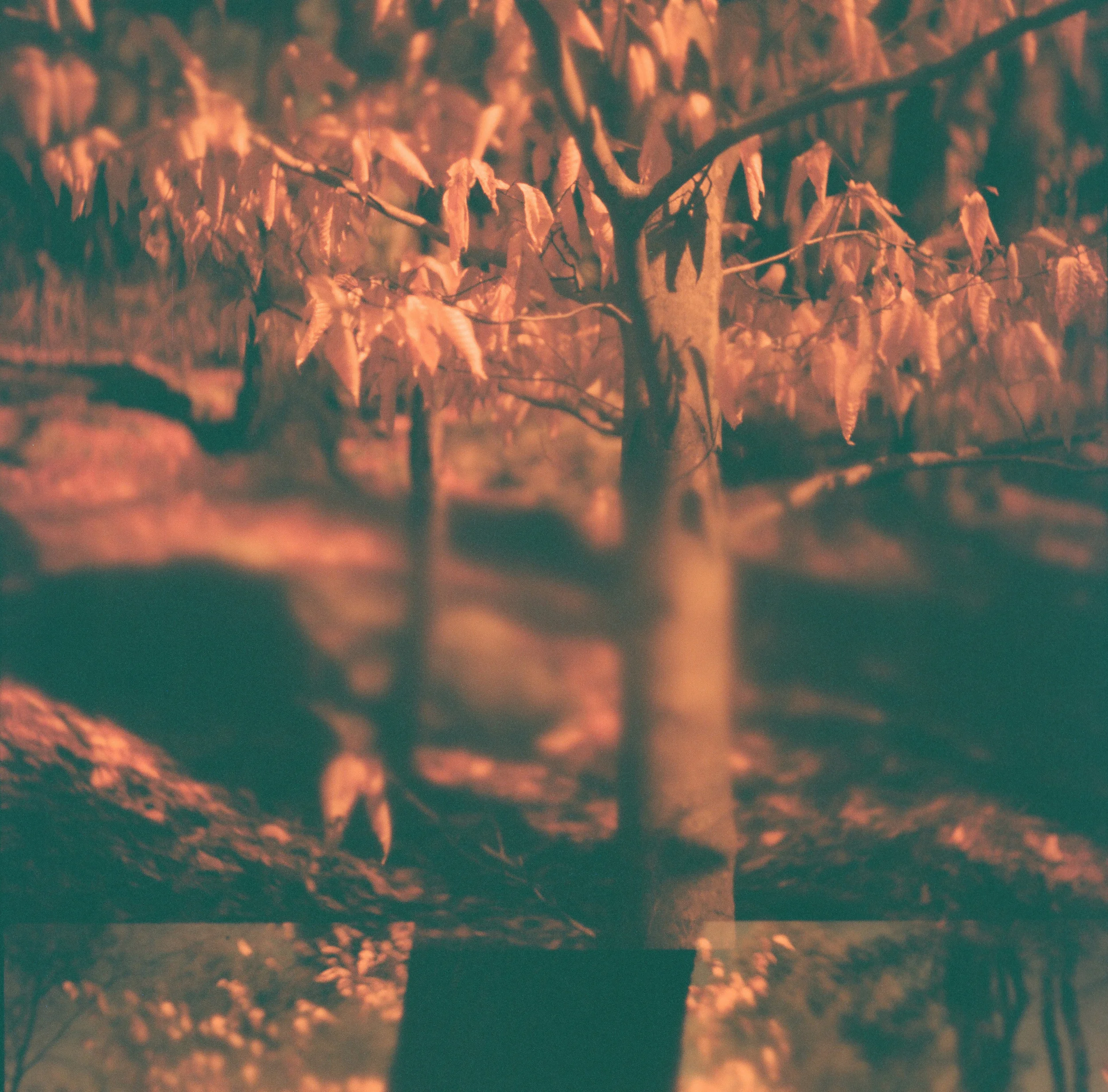 Accidental Redscale, Etna, NH, 2014