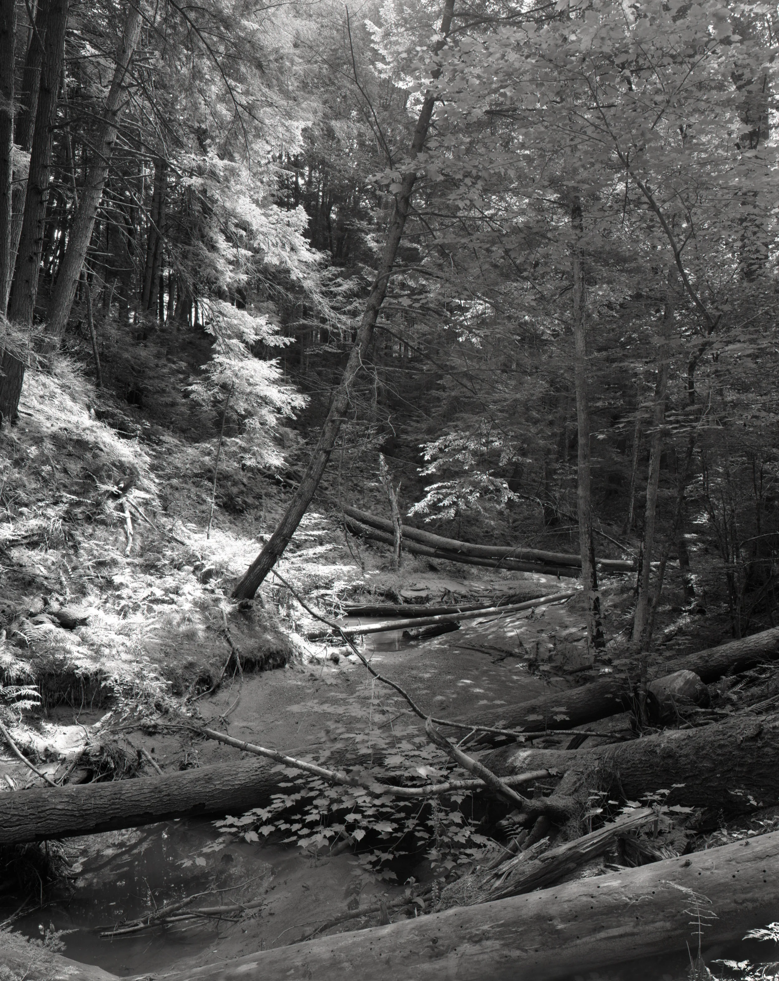 Pine Park, Hanover, NH, 2015