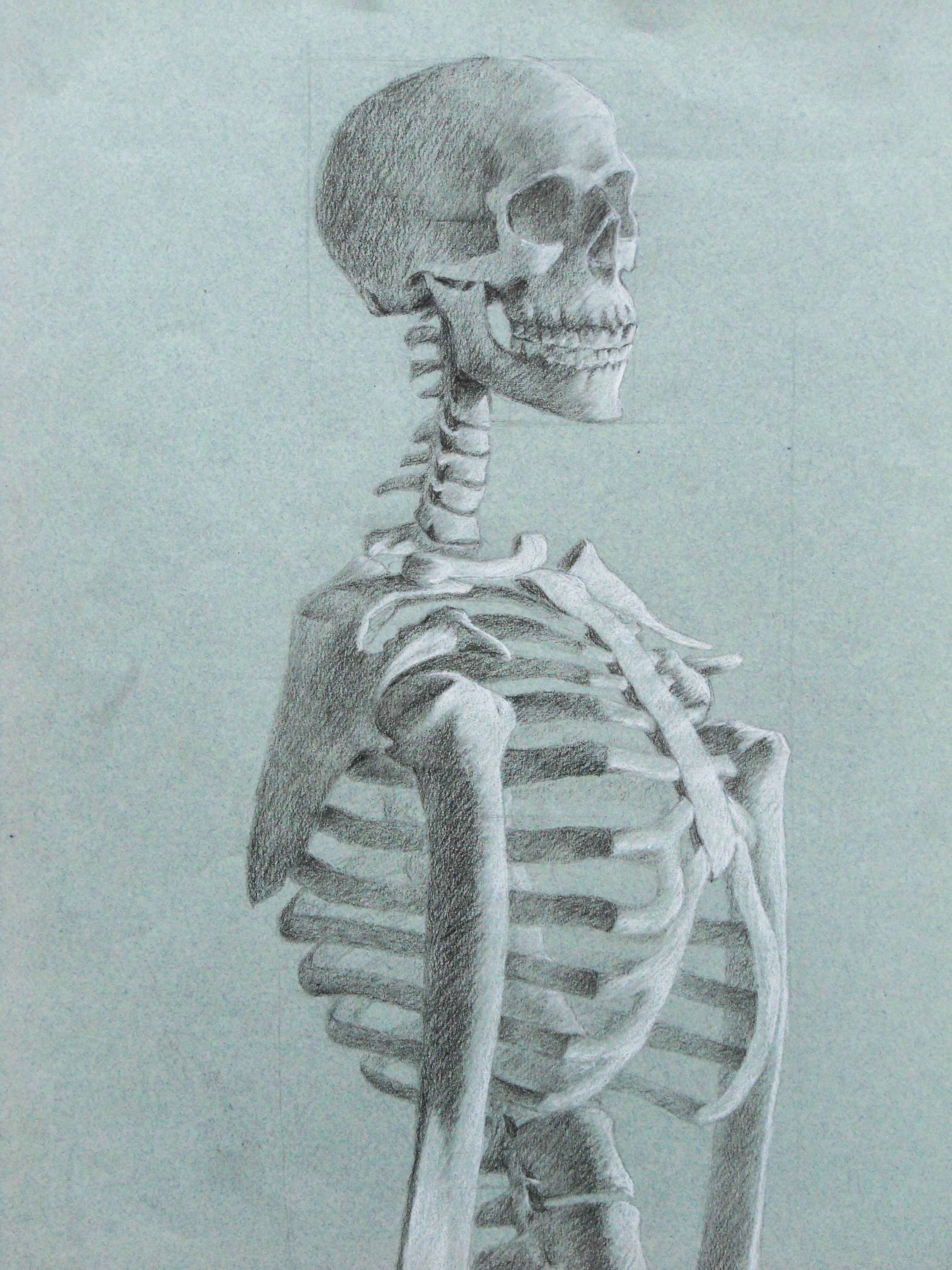 Skeleton Study - Kipp T. Jarden