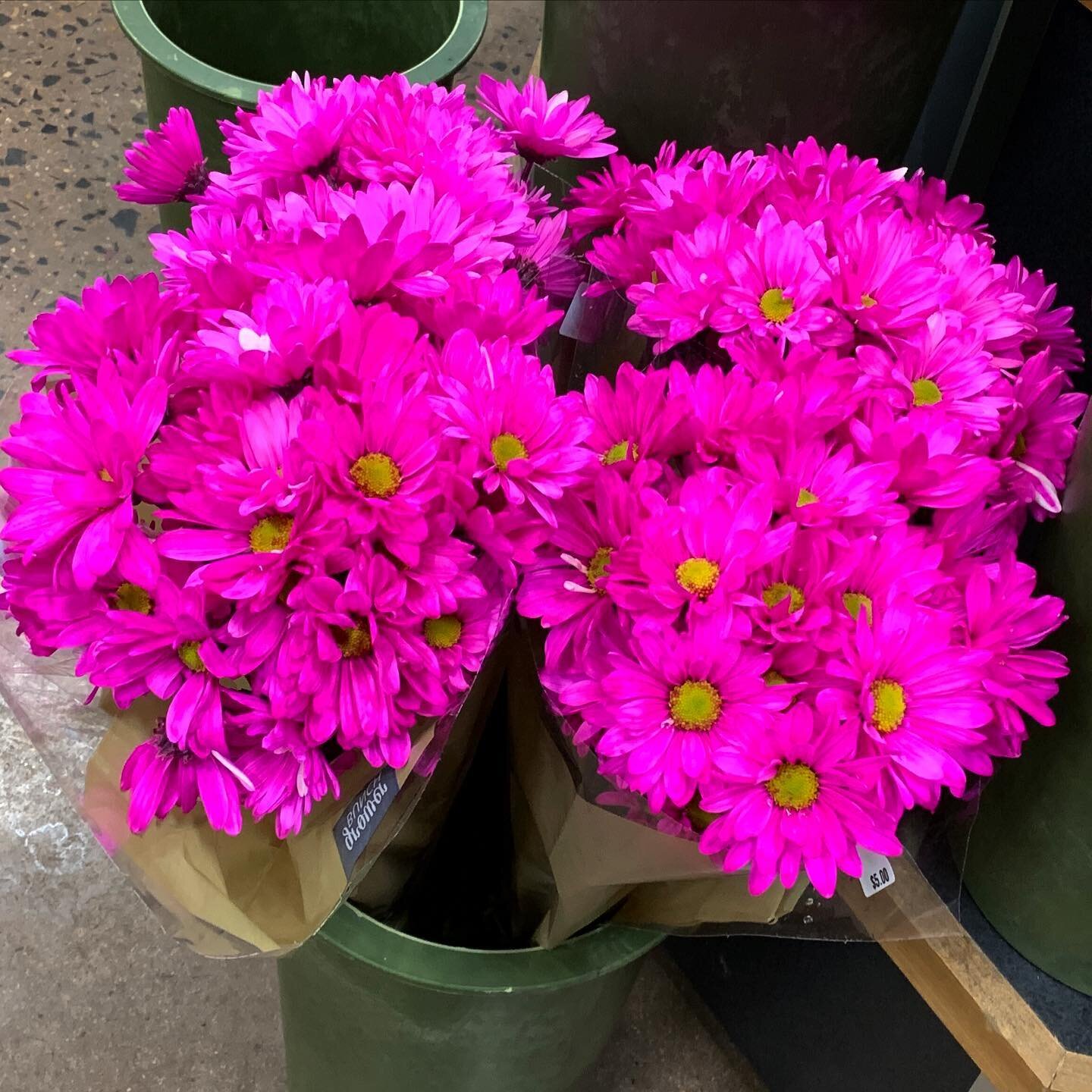 Always fun to surprise someone with day-glo fuchsia daisies.  Bonus when I get to look at them because we&rsquo;re in the same office.